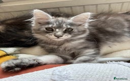 Maine Coon cats for sale: Maine coon - Image 12