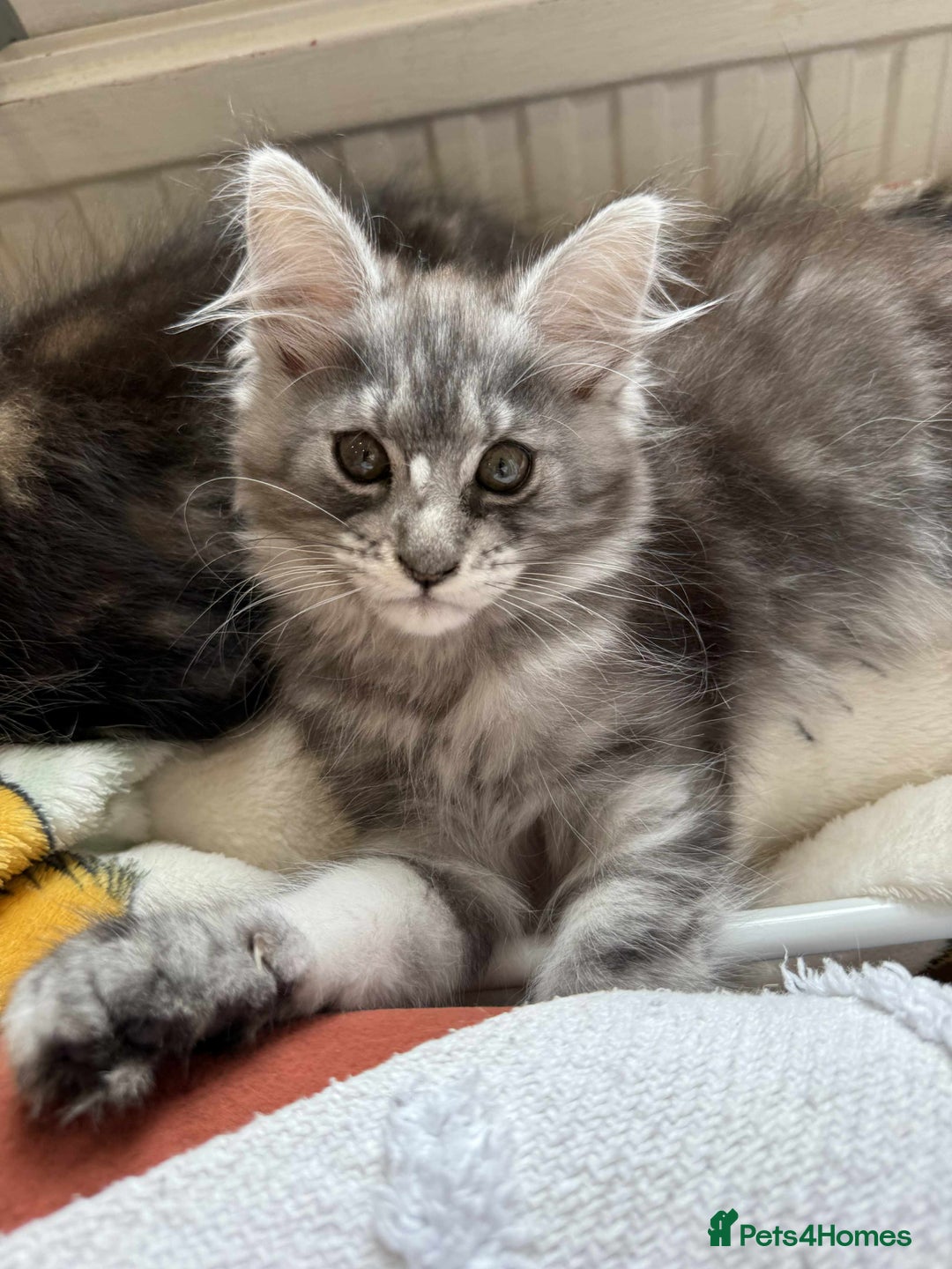 Maine Coon cats for sale: Maine coon - Image 12