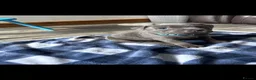 Staffordshire Bull Terrier dogs for stud: Proven For Stud KC Blue Staffordshire Bull Terrier - Advert 16