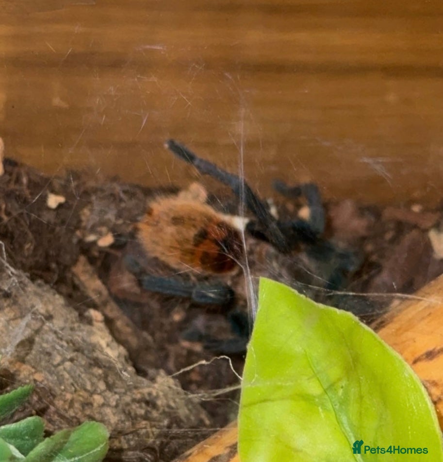 Tarantulas invertebrates Green-bottle blue, Curly hair, Salmon pink b/eater - Advert 14
