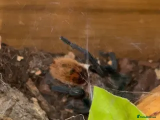 Tarantulas invertebrates Green-bottle blue, Curly hair, Salmon pink b/eater - Advert 14