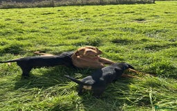 Mixed Breed dogs for sale: Rottweiler/vizsla - Image 24