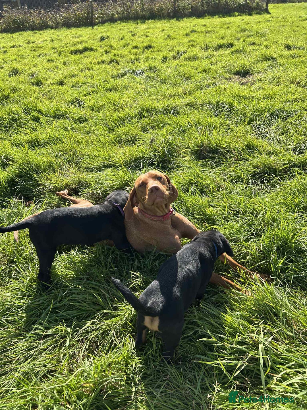 Mixed Breed dogs for sale: Rottweiler/vizsla - Image 24