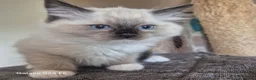 Ragdoll cats for sale: GCCF Reg. Ragdoll kittens, Champion lines - Advert 24