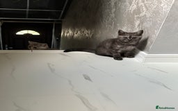 Scottish Fold cats for sale: 5 kittens Ready to find their forever homes  - Image 17
