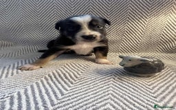 Border Collie dogs for sale: Border collie pups - Image 10