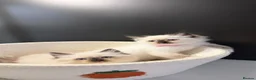 Ragdoll cats for sale: GCCF Ragdoll Sealpoint Mitted kitten - Advert 35