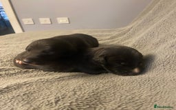 Mixed Breed dogs for sale: Beddlington whippet puppies  - Advert 14