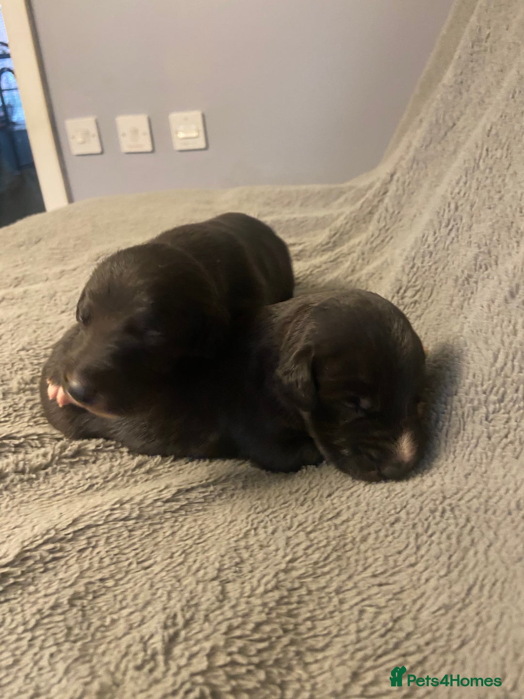 Mixed Breed dogs for sale: Beddlington whippet puppies  - Advert 14