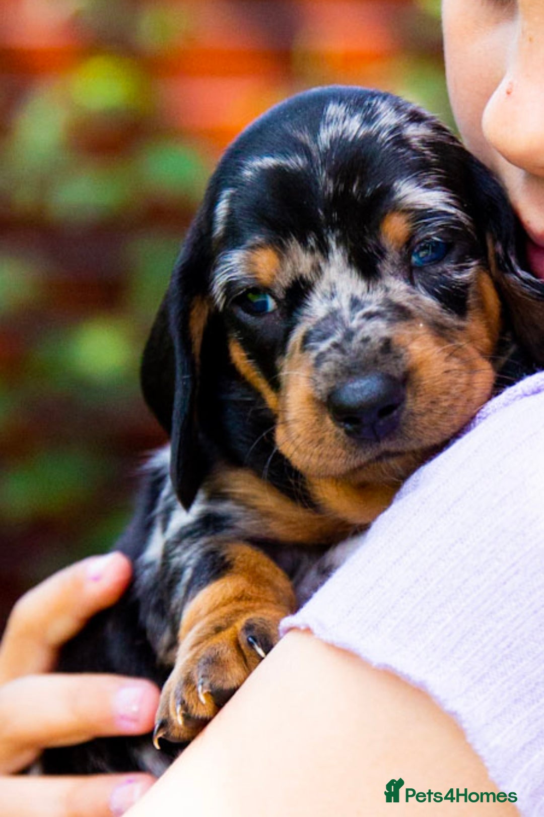 Dachshund dogs for stud: Kc registered standard smooth stud  in Newton Abbot - Image 16