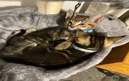 Mixed Breed cats for sale: 2 tabby males - Image 3
