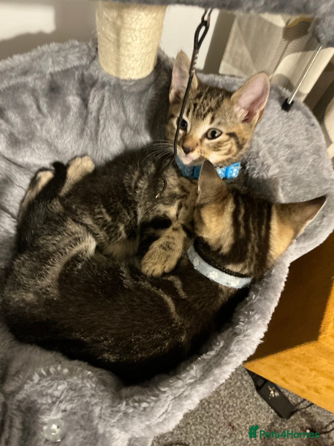 Mixed Breed cats for sale: 2 tabby males - Image 3