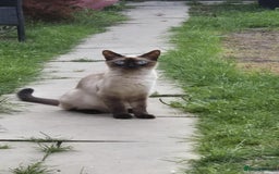 Bengal cats for sale: Kittens for sale  - Image 7