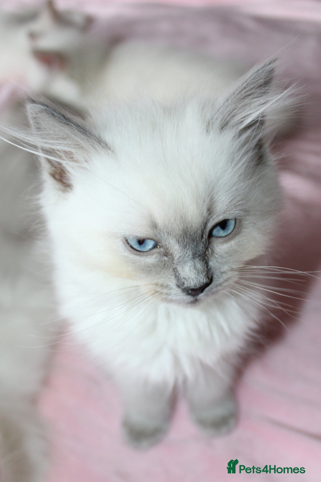 Ragdoll cats for sale: GCCF registered Ragdolls  - Advert 2