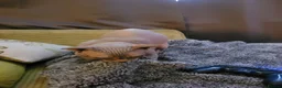 Sphynx cats for sale: Lovely boy sphynx cat in Crediton - Advert 6