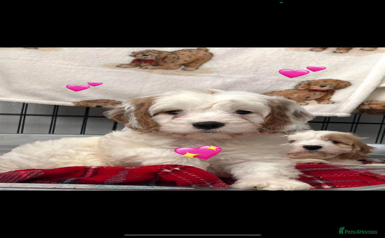 Cavapoo dogs - Advert 7