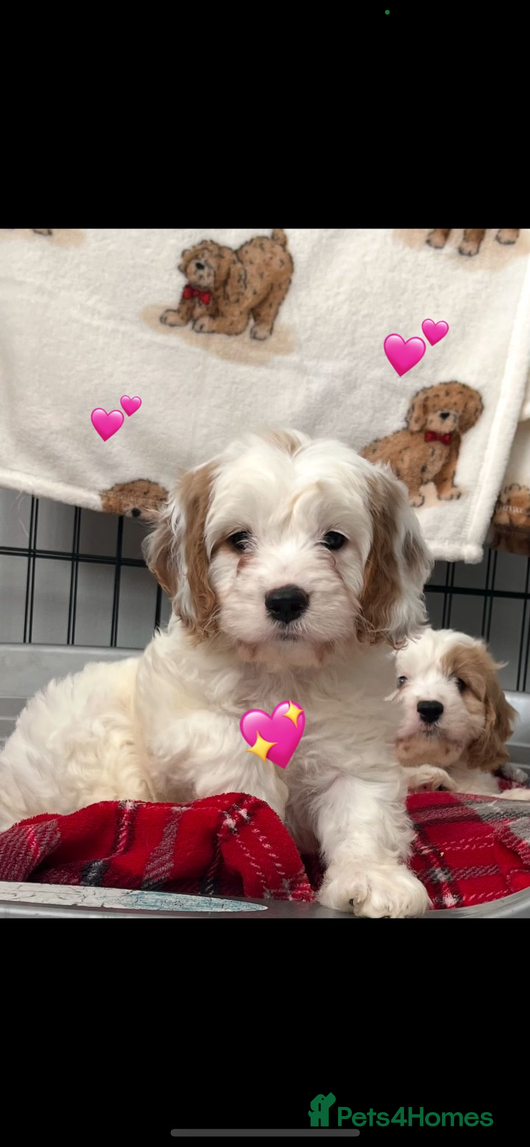 Cavapoo dogs for sale: 🐶🐩 7 HEALTH CLEAR ADORABLE CAVAPOO PUPPIES 🐩🐶  - Image 5