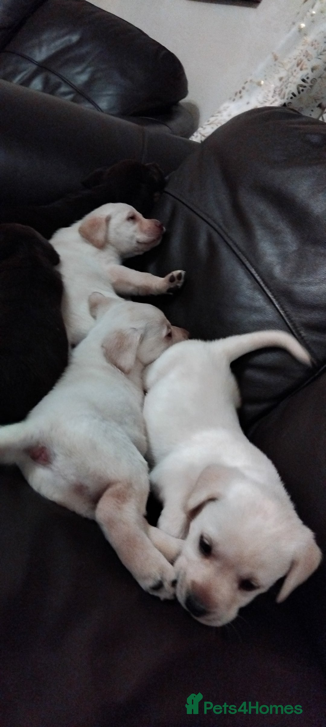 Labrador Retriever dogs for sale: Lovely Labrador puppies  - Advert 11