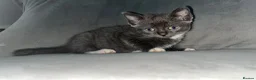 Mixed Breed cats for sale: Siamese mixed breed lovely kittens in Milton Keynes - Advert 7