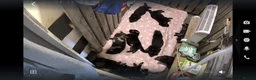 German Shepherd dogs for sale: 🐾 STUNNING GERMAN SHEPHERD PUPPIES FOR SALE** 🐾 - Advert 7