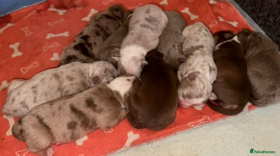 Olde English Bulldogge dogs for stud: Olde English Bulldog stud well proven - Advert 12