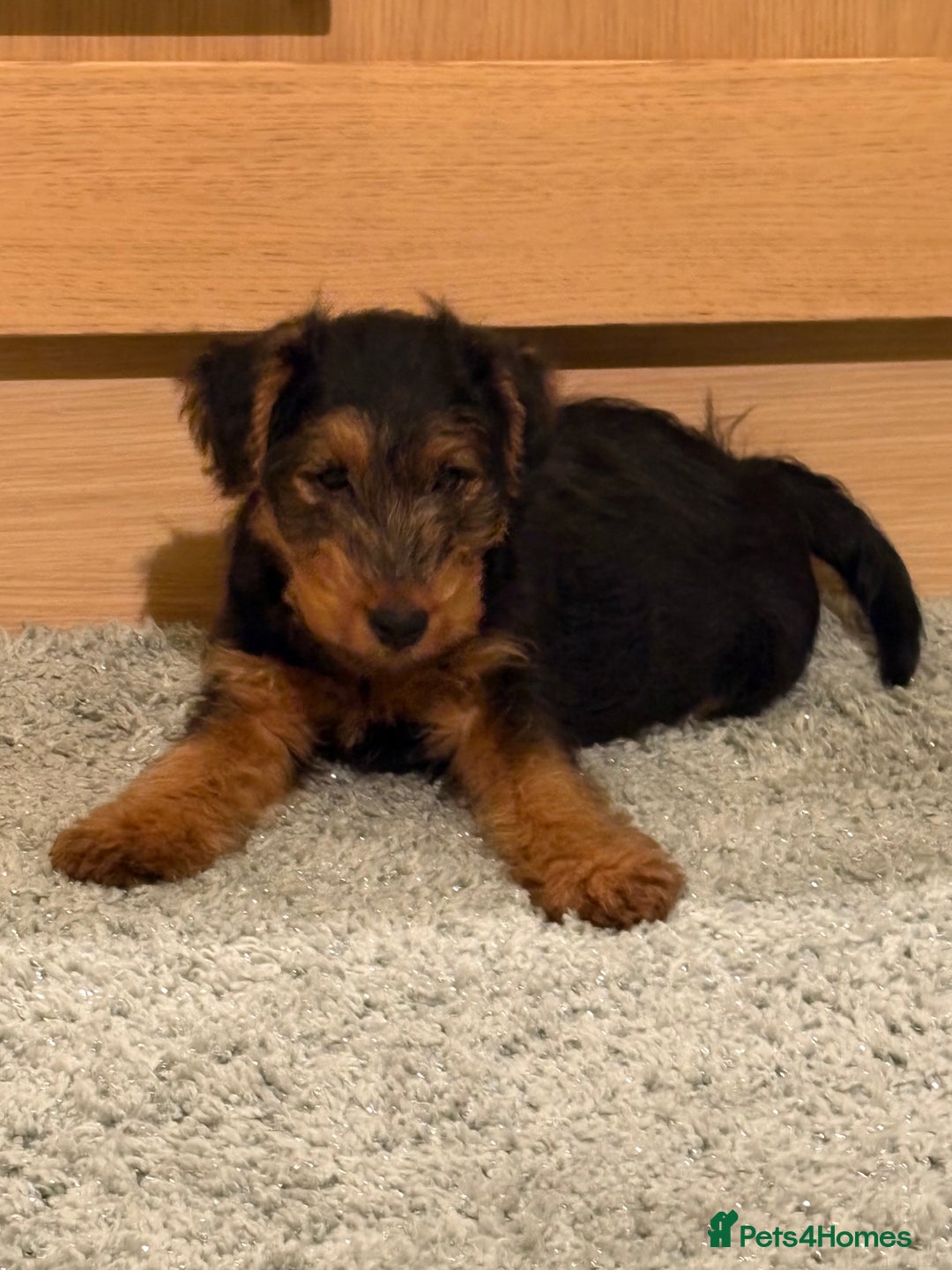 Welsh Terrier dogs for sale: Stunning Male Welsh Terrier Puppy Looking For Love - Advert 6