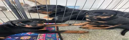 Rottweiler dogs for stud: Top paper Rottweiler stud  - Advert 7
