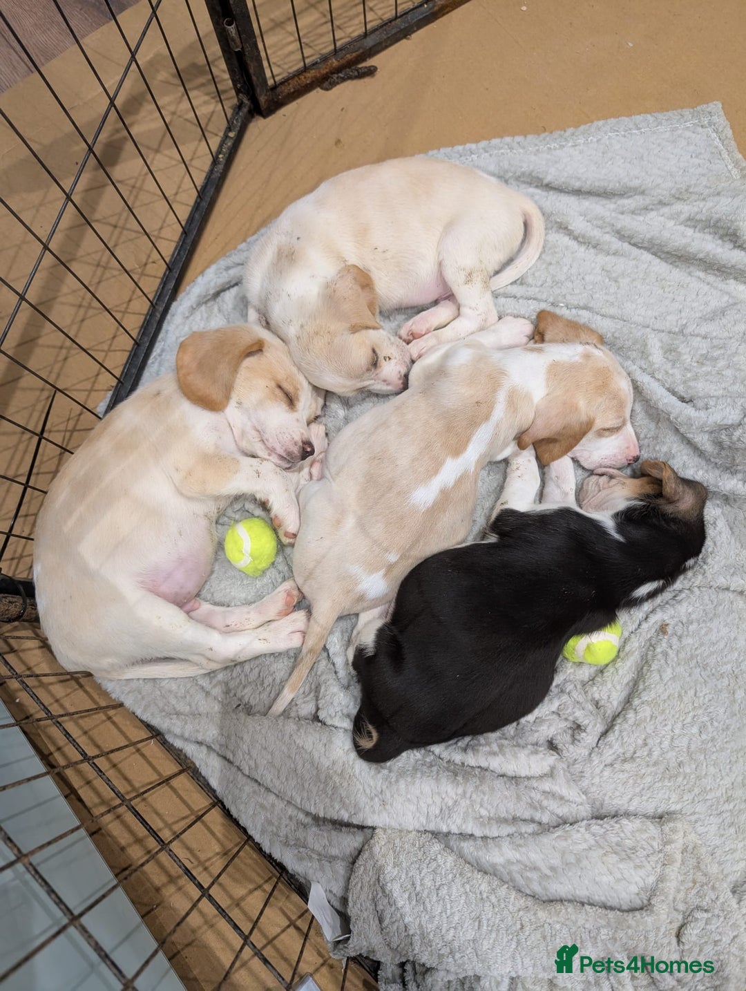 Beagle dogs for sale: 4 Gorgeous Beagles left! Ready to go - Advert 4