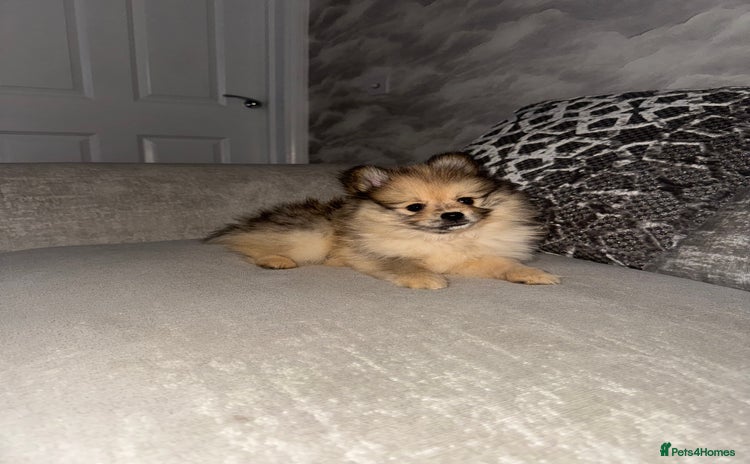 Pomeranian dogs - Advert 2