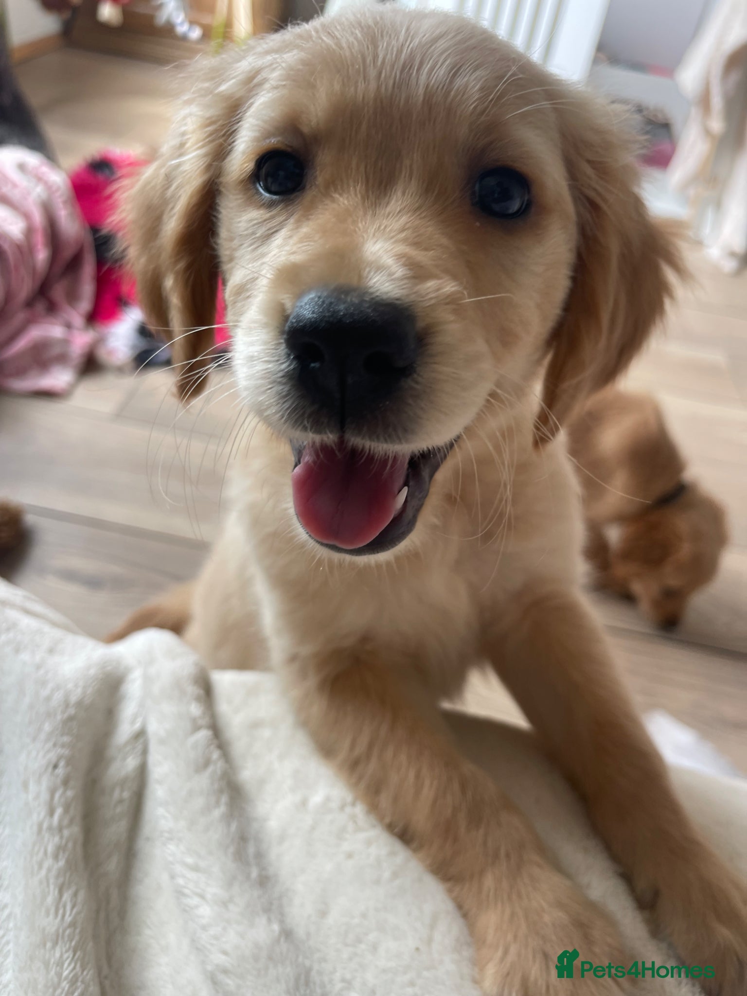 Golden Retriever dogs KC DNA TESTED GOLDEN RETRIEVERS - Advert 1
