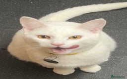 Mixed Breed cats for sale: White cat - Image 2