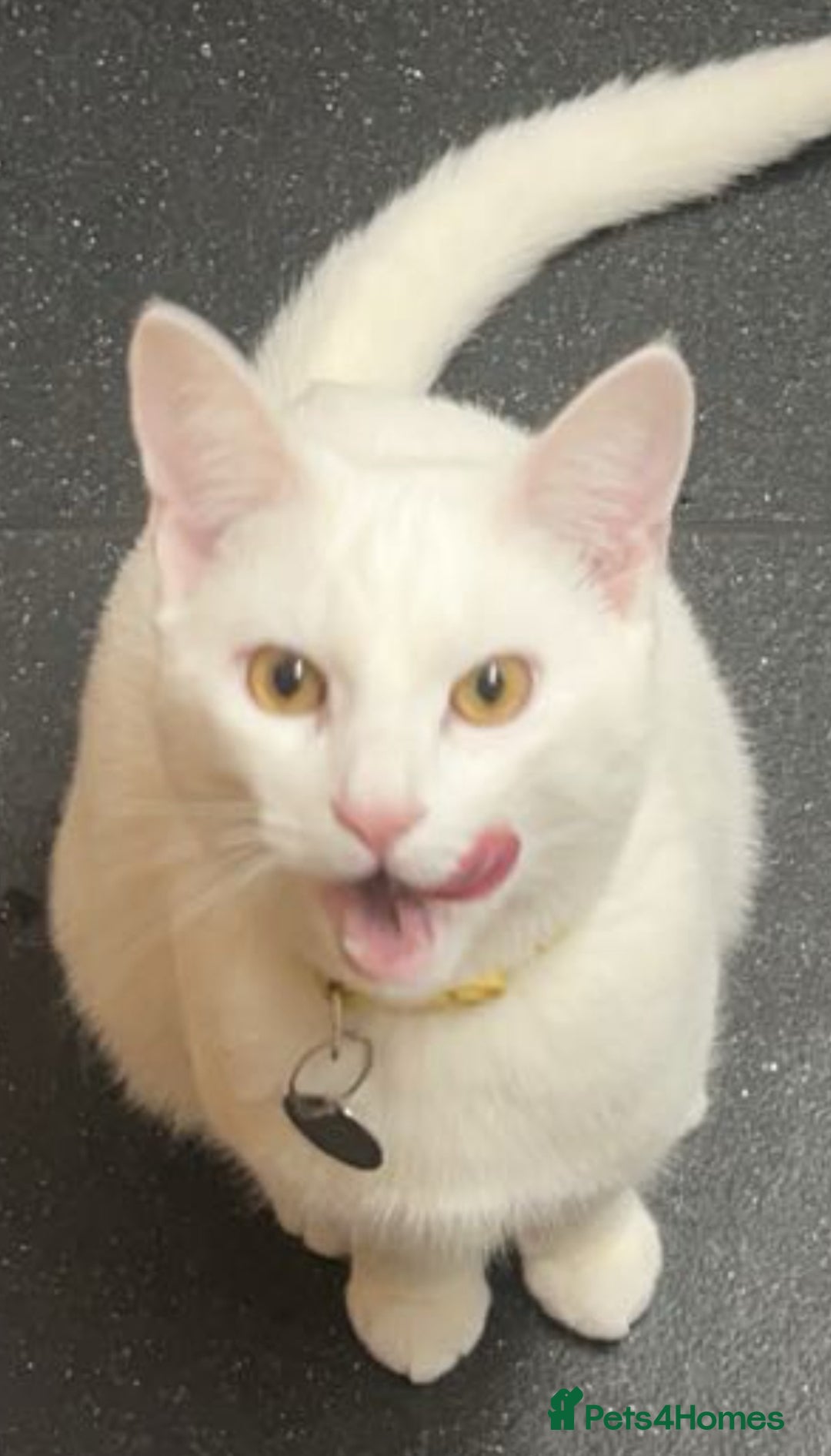 Mixed Breed cats for sale: White cat - Image 2
