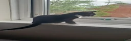 British Shorthair cats for sale: Kitten male - Advert 6