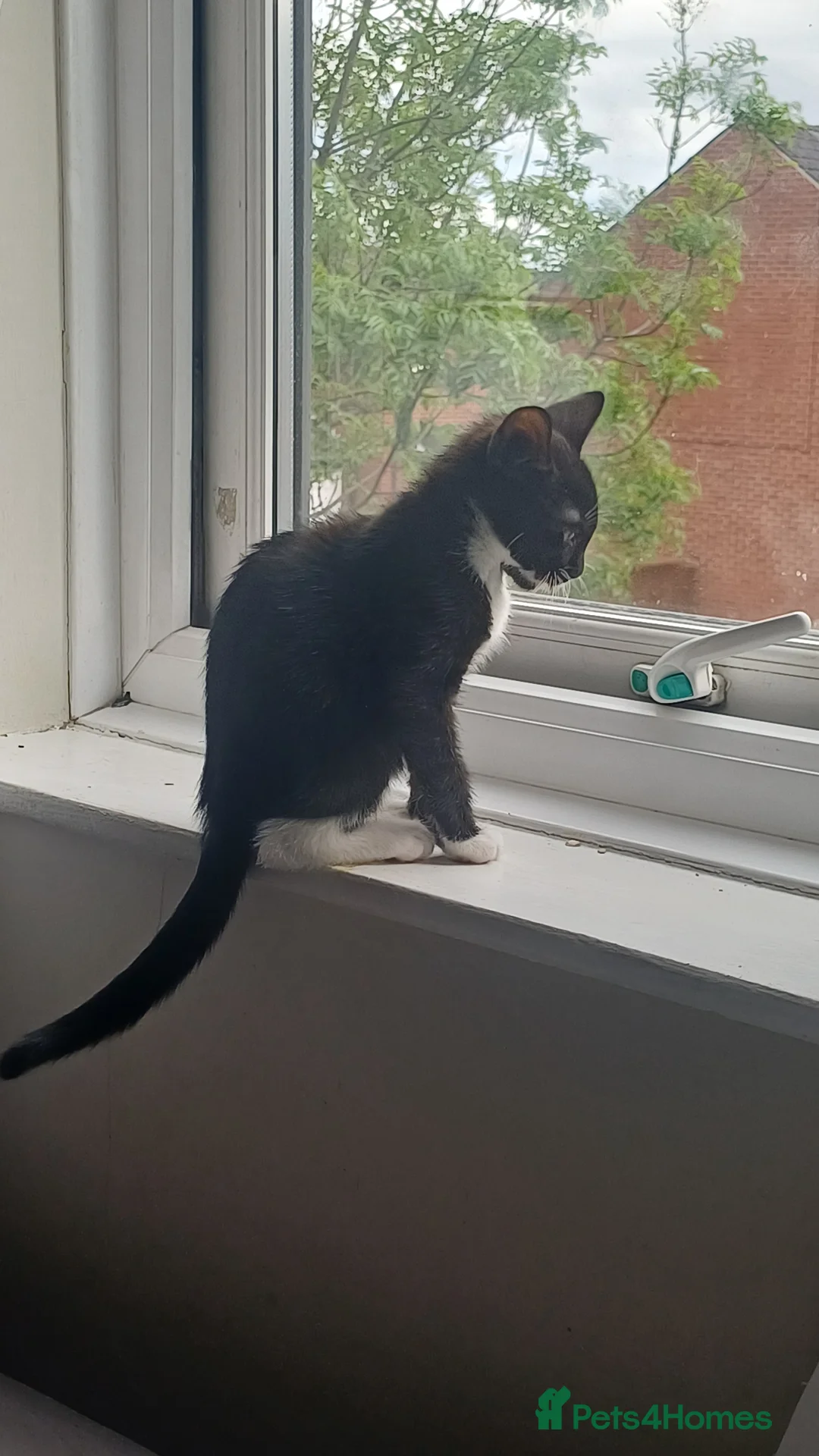 British Shorthair cats for sale: Kitten male - Advert 6