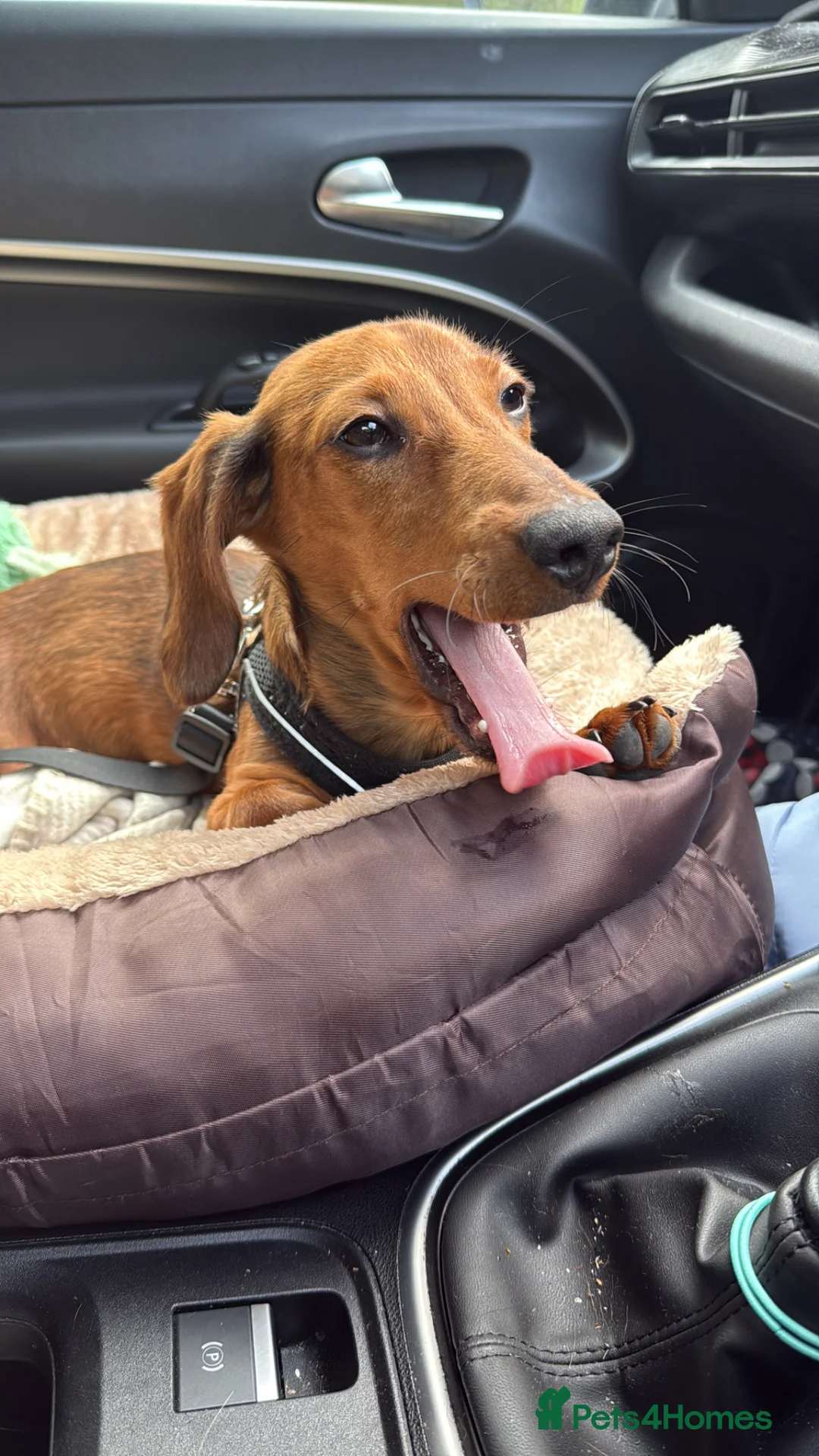 Miniature Dachshund dogs for sale: Forever home for little Louie  in Knebworth - Advert 2