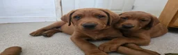 Labrador Retriever dogs for sale: STUNNING FOX RED BOYS - READY TO GO - Advert 1