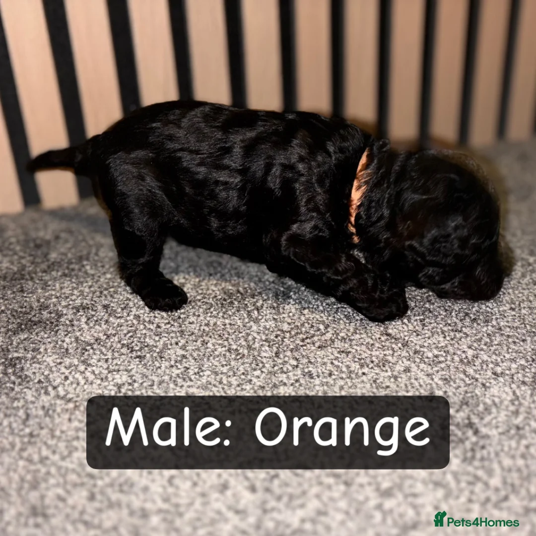 Cockapoo dogs for sale: 1 Male F1B Cockapoo looking for forever home 🐾 - Advert 9