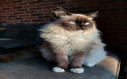 Ragdoll cats for sale: Beautiful chunky kittens ready to leave soon - Image 3