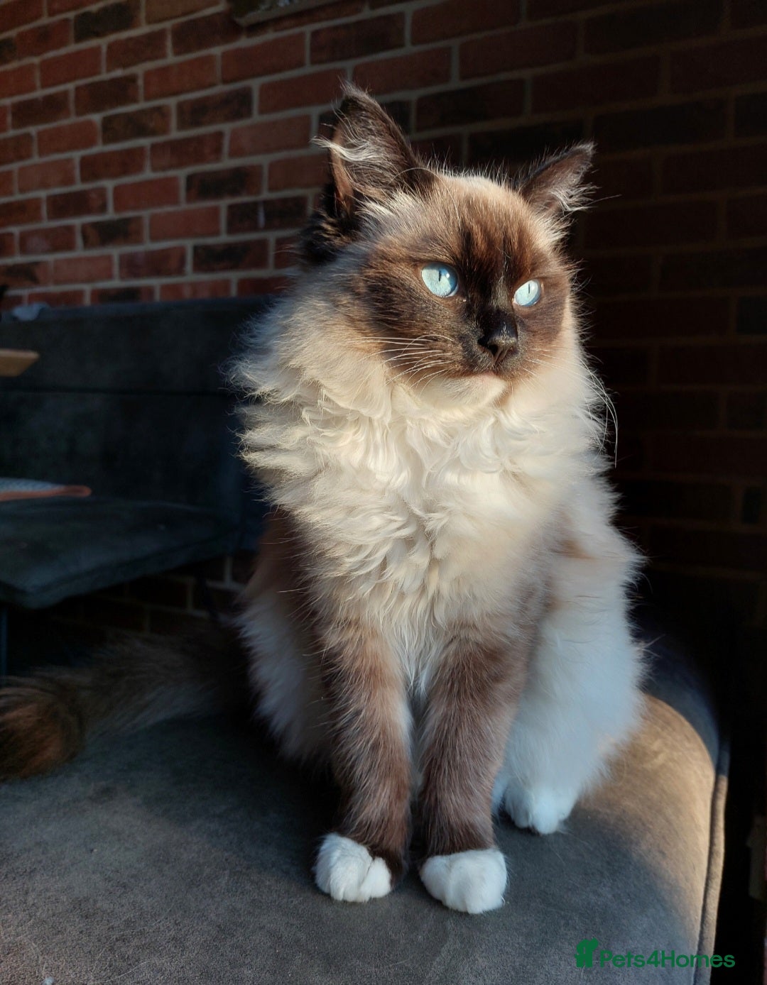 Ragdoll cats for sale: Beautiful chunky kittens ready to leave soon - Image 3