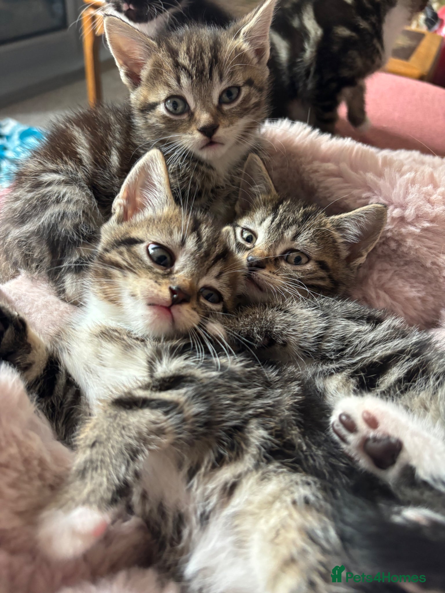 Domestic Shorthair cats 3 Beautiful Tabby Female Kittens – Ready Now - Advert 1