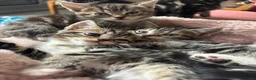 Domestic Shorthair cats for sale: 3 Beautiful Tabby Female Kittens – Ready Now - Advert 1