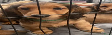 Miniature Dachshund Puppy 3