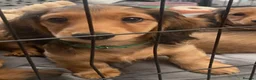 Miniature Dachshund dogs for sale: 6 miniature longhaired dachshund -  - Advert 20