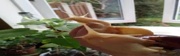 Snails invertebrates for sale: Baby giant African land snails in Worcester - Advert 6