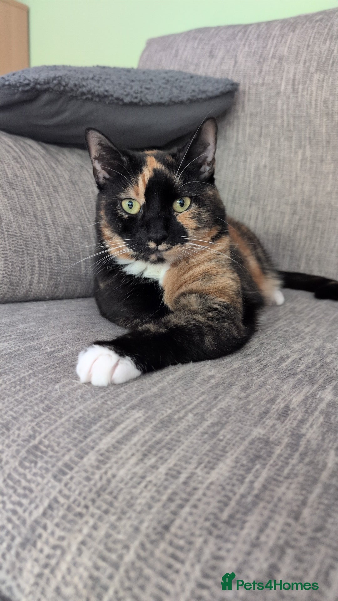 Mixed Breed cats for sale: Beautiful Calico & Siamese/Bengal cross cats - Advert 6