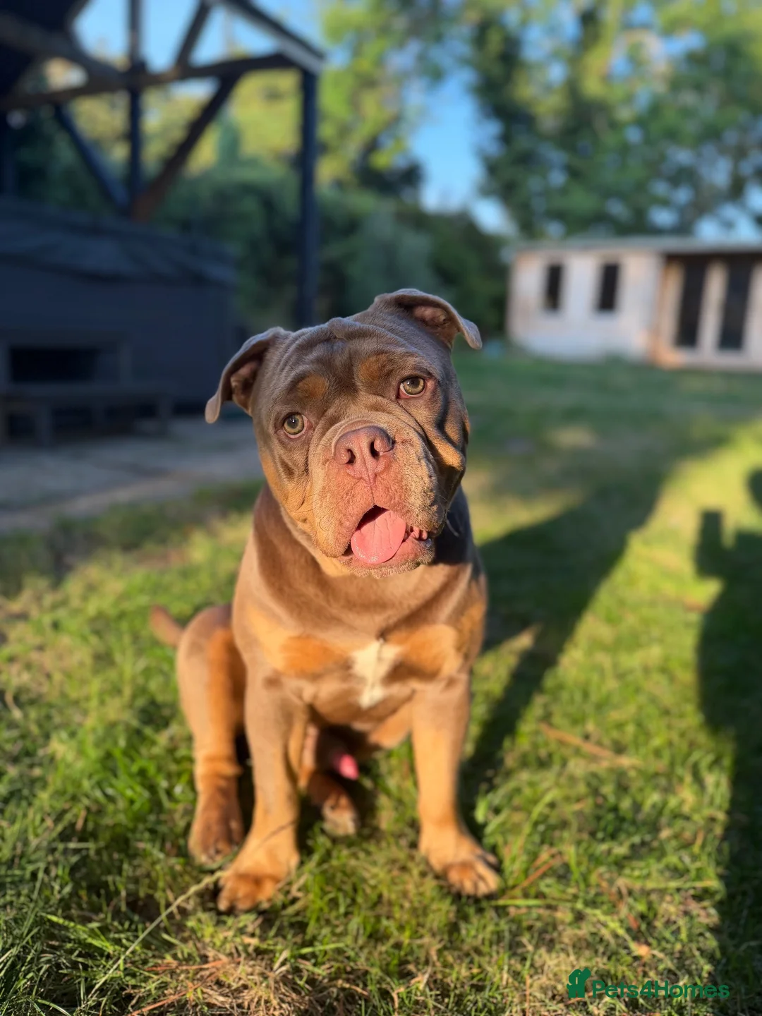 Olde English Bulldogge dogs for stud: ROMEO🔥FLUFFY CARRIER  - Advert 12
