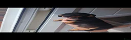 Miniature Dachshund dogs for sale: Miniature dachshund  - Advert 4