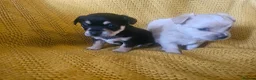 Chorkie dogs for sale: Beautiful chorkies  - Advert 11