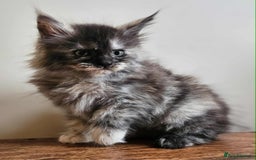 Maine Coon cats for sale: XXL Champion Line Maine Coons – Rare, Very Fluffy! - Advert 6