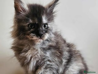 Maine Coon cats - Advert 10